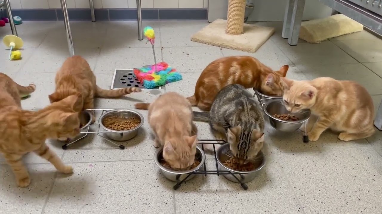 I struck orange/gold during my animal shelter volunteer work todayTwo of them have already been adop