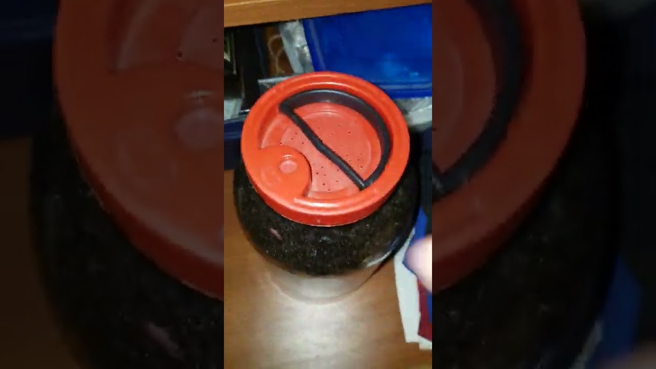 Dzdzownicowy bioreaktor po pierwszym tygodniu...