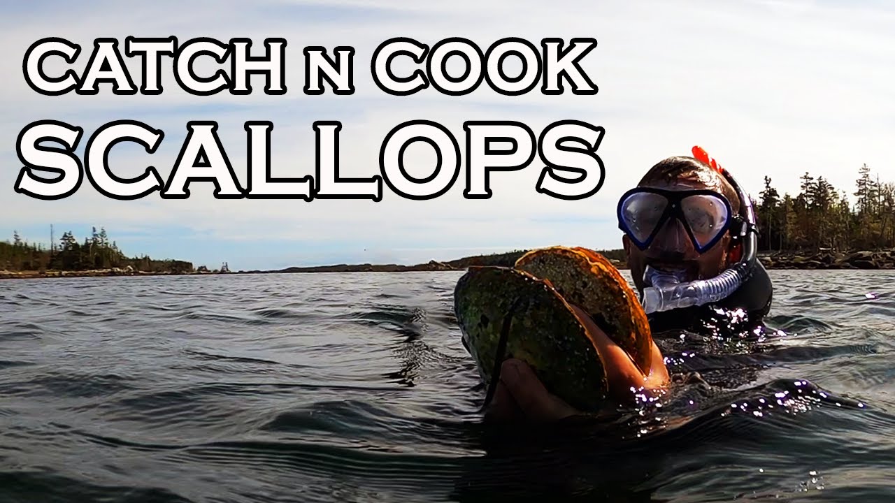 Snorkeling for Wild Scallops in Nova Scotia