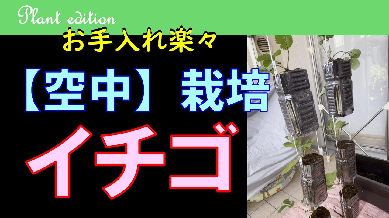 【イチゴ 空中栽培】お手入れ楽々！立ったままで水やりお手入れ楽々♪