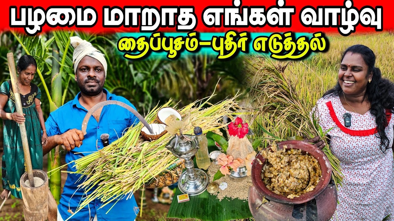 பழமை மாறாத எங்கள் வாழ்வு புதிர் எடுத்தல் | village lifestays | vanni vlog