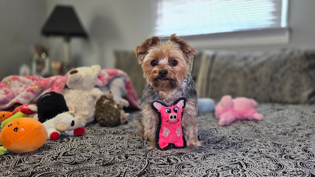 Bossy Yorkie Morning Routine… She Makes Mommy Fetch! 😂🐾 #cutedog #funnydogs #yorkie #morningroutine 