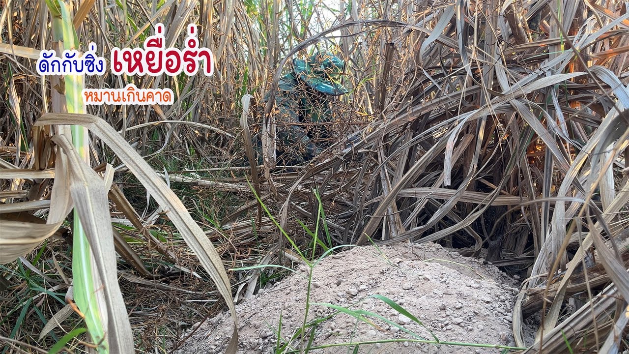 หมานเกินคาดกับซิ่ง10หลังหมายป่าอ่อยปลายนา