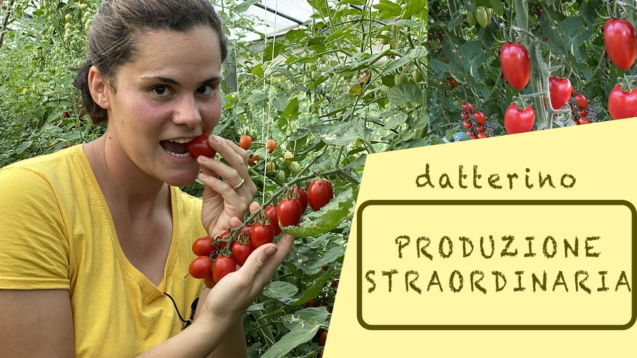 quanto produce una pianta di datterino?? 😃