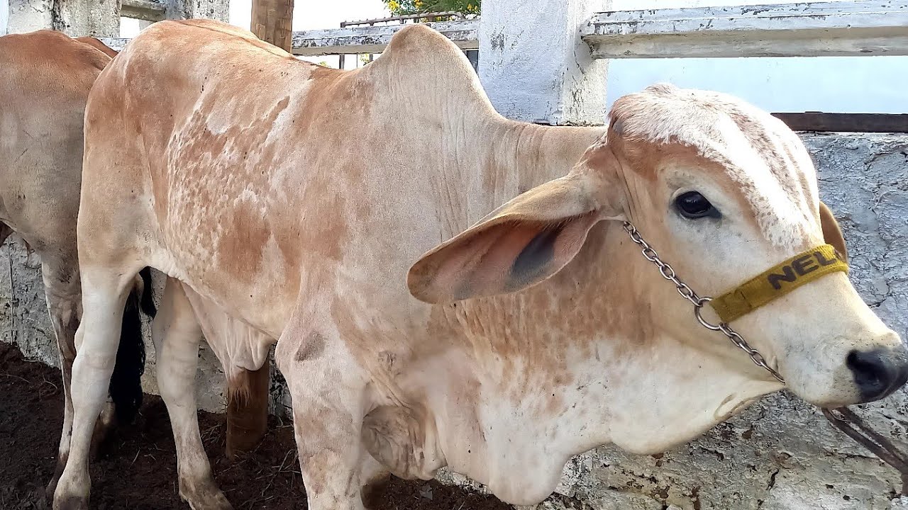 Feira de Gado Posto Alto Serra Pe.22/02/26