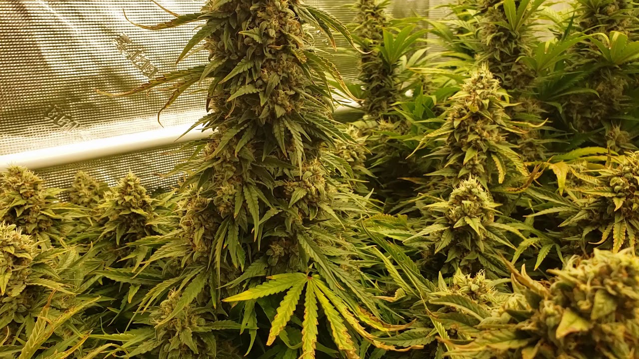 banana kush