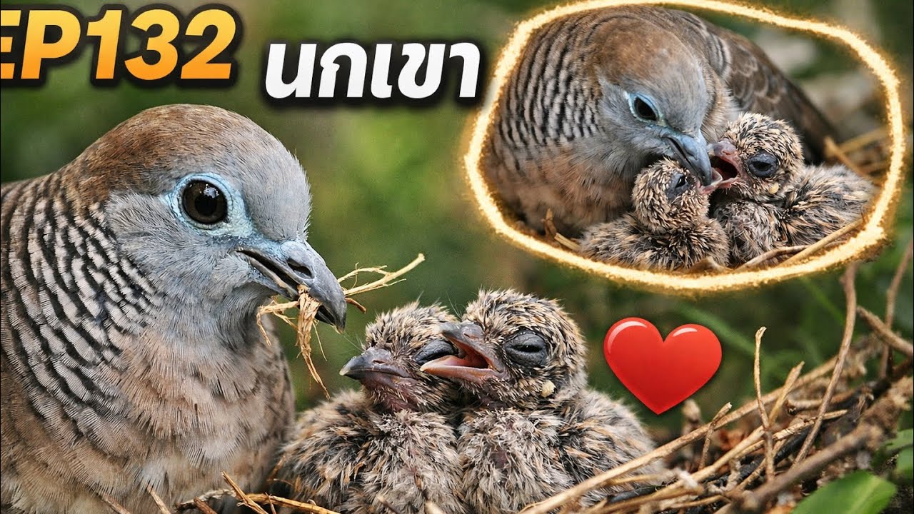 EP132 นกเขา This close-up footage captures the intimate moments of a Zebra Dove tending to its nest.