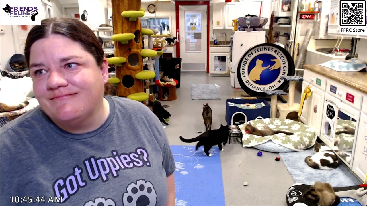 Q&A 02-20-2026   Friends of Felines Rescue Center (FFRC)