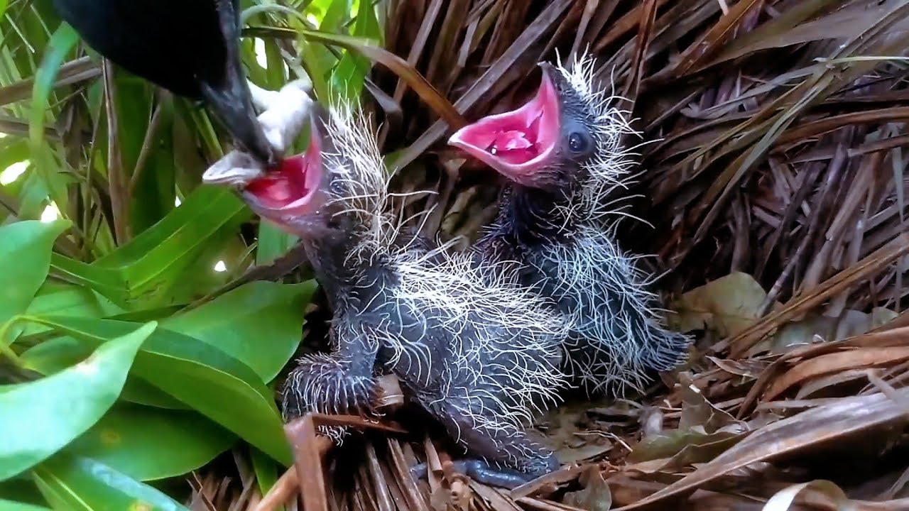 The nestlings clamor for food and devour everything provided.