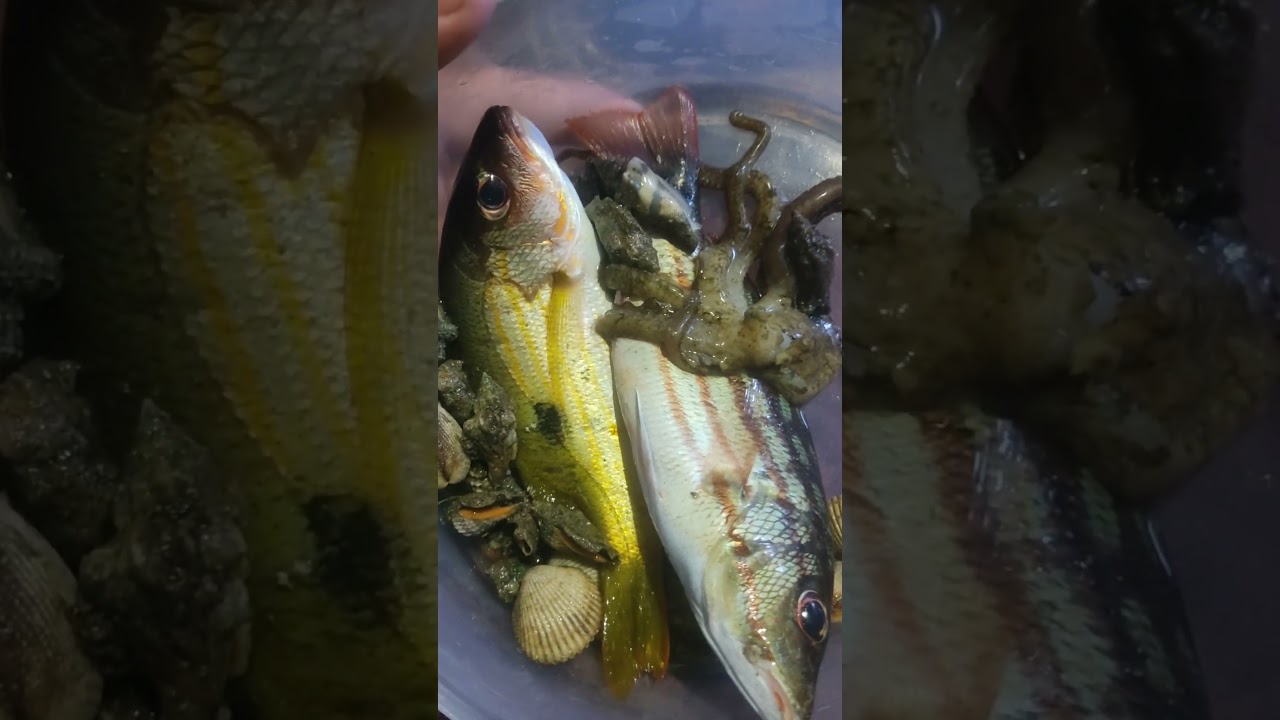 night catch! #anglerph #fishingtechniques #sittingonthedockofthebay #fishingtips #seafood