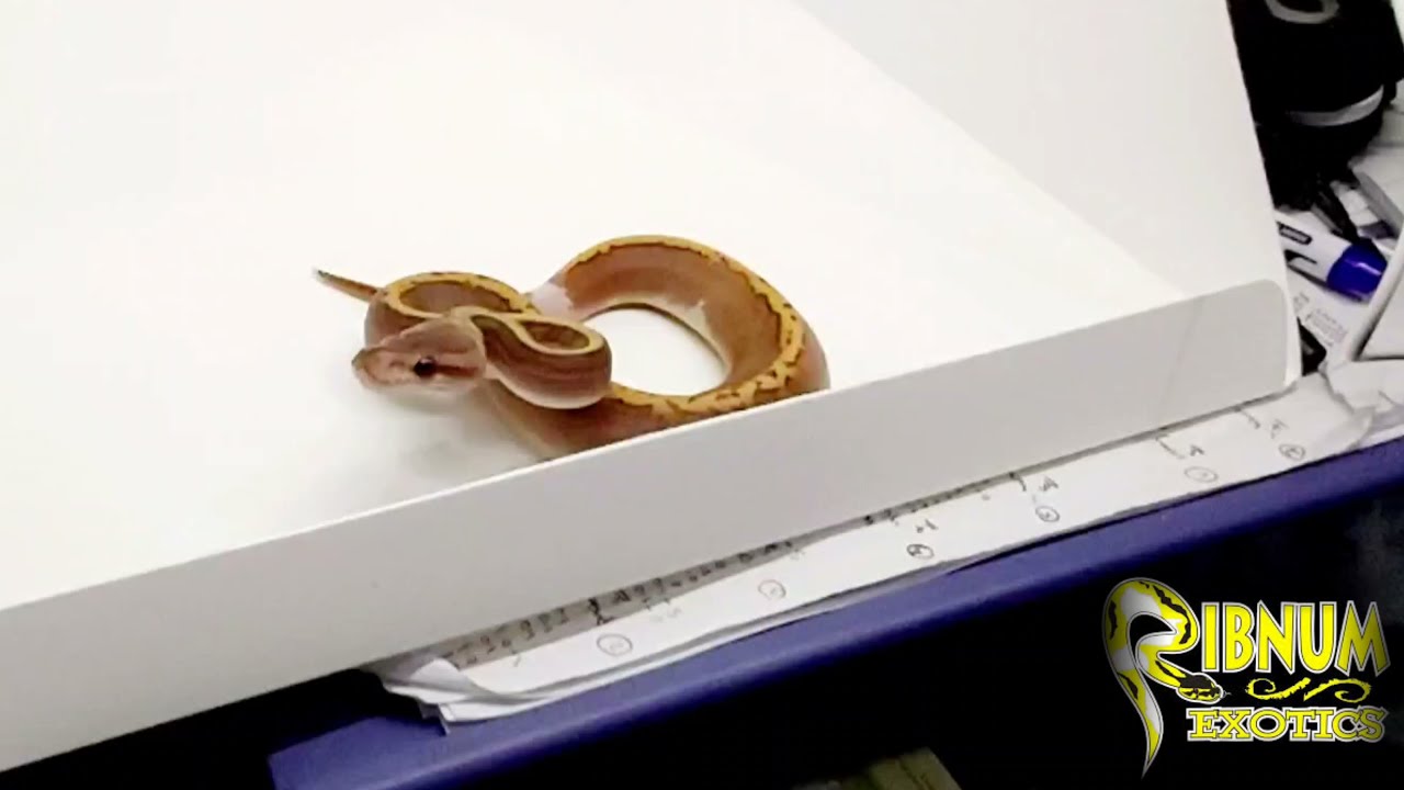 Angry Baby Ball Python Bite!