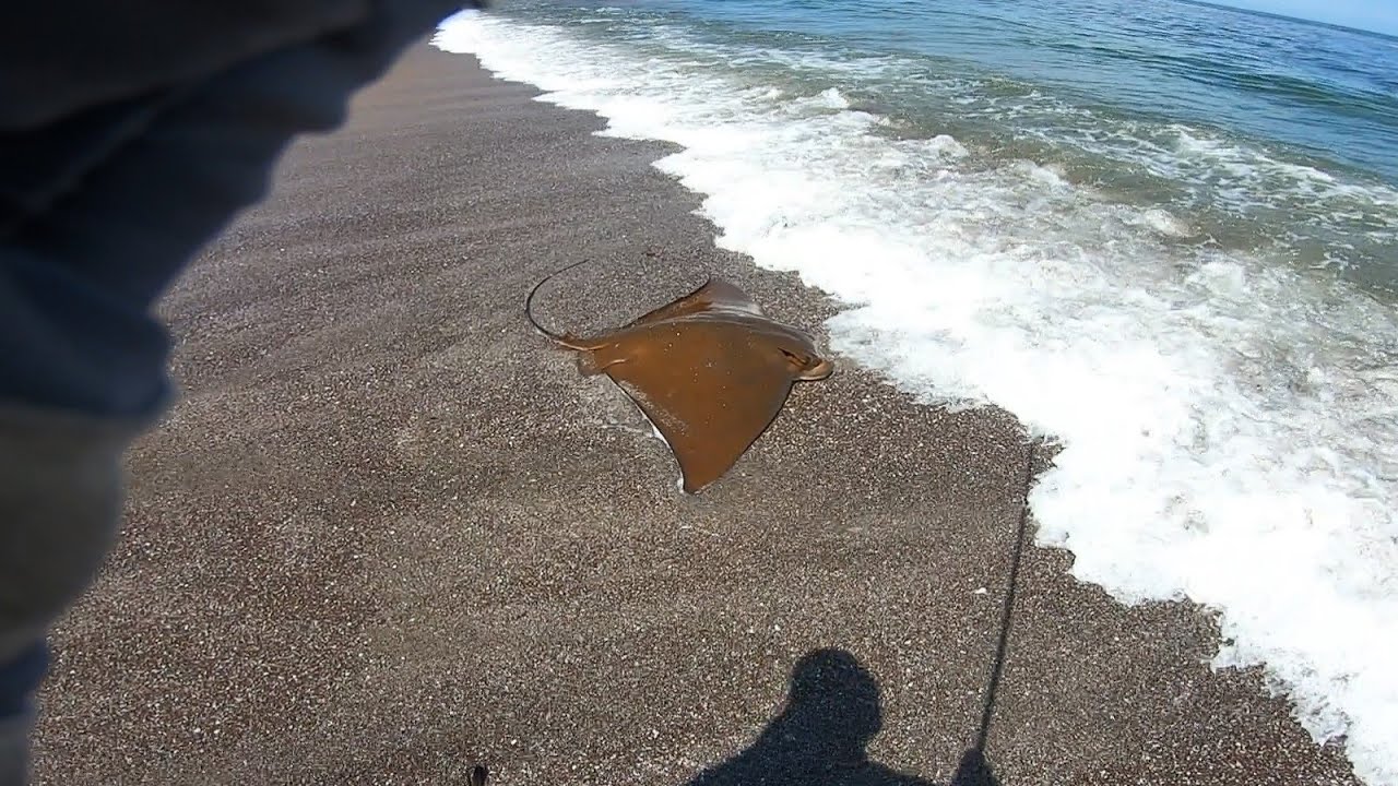 Una bestia! pesca en Antofagasta, yamaga early for rock 104H