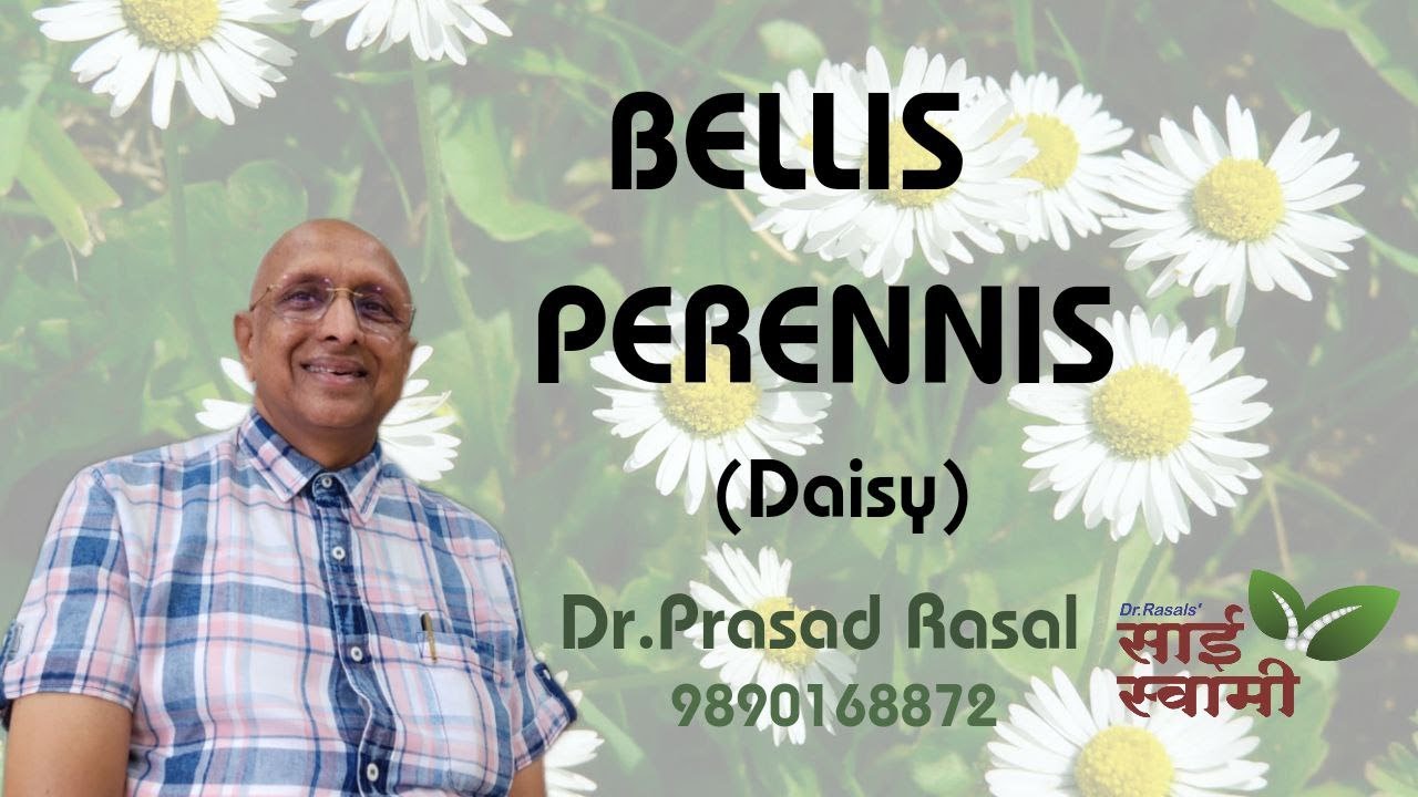 My Experiences with Bellis Perennis...