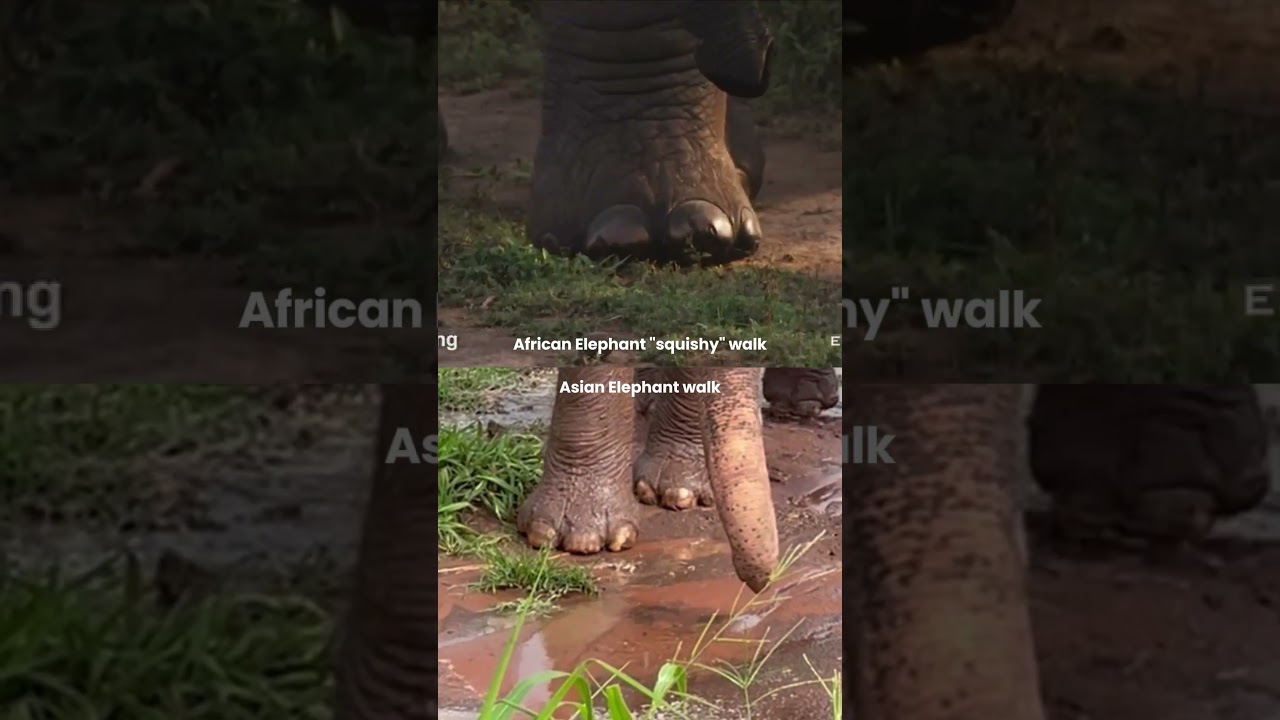 African and Asian Elephant Feet
