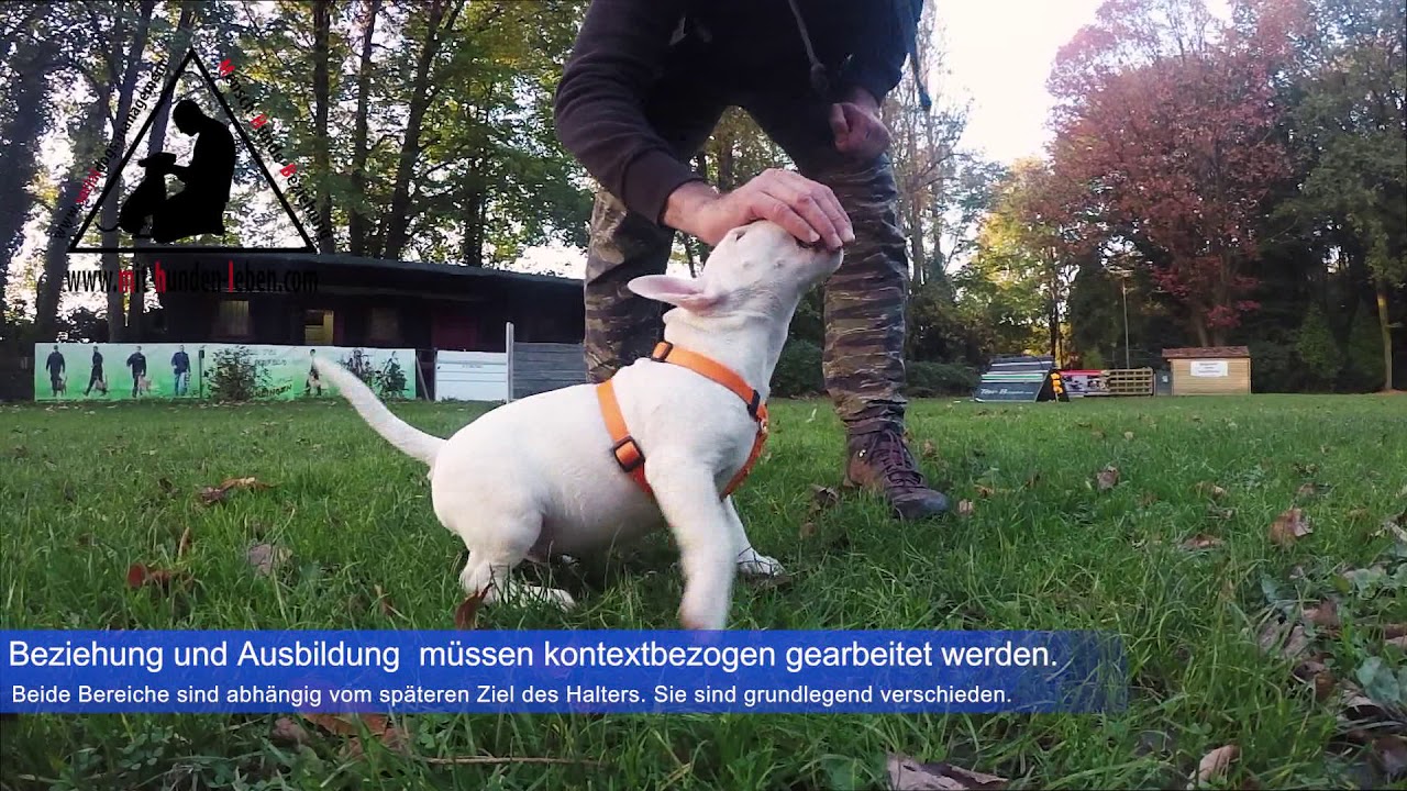 Miniatur Bullterrier Welpe lernt das Fuß laufen.