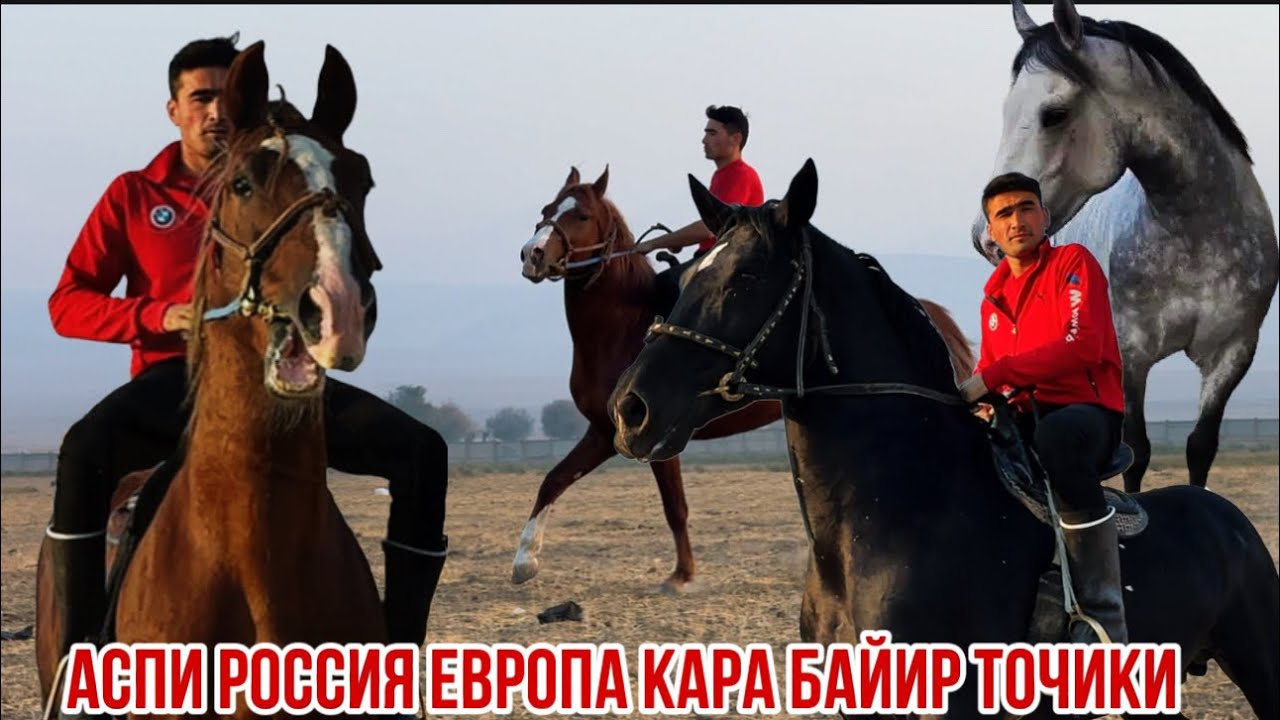 Сиеҳ кашка Чейрон кашка аспҳо арзон шуд Спитомен 24 октября 2025 г.