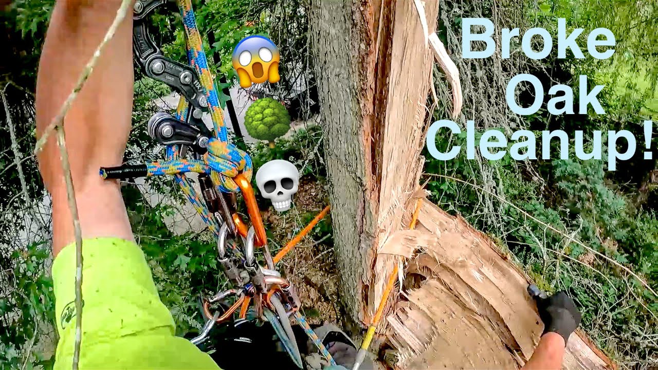 Broke Oak Cleanup! Tree almost hits house, New intro and Kevin tries a Mango for the first time!