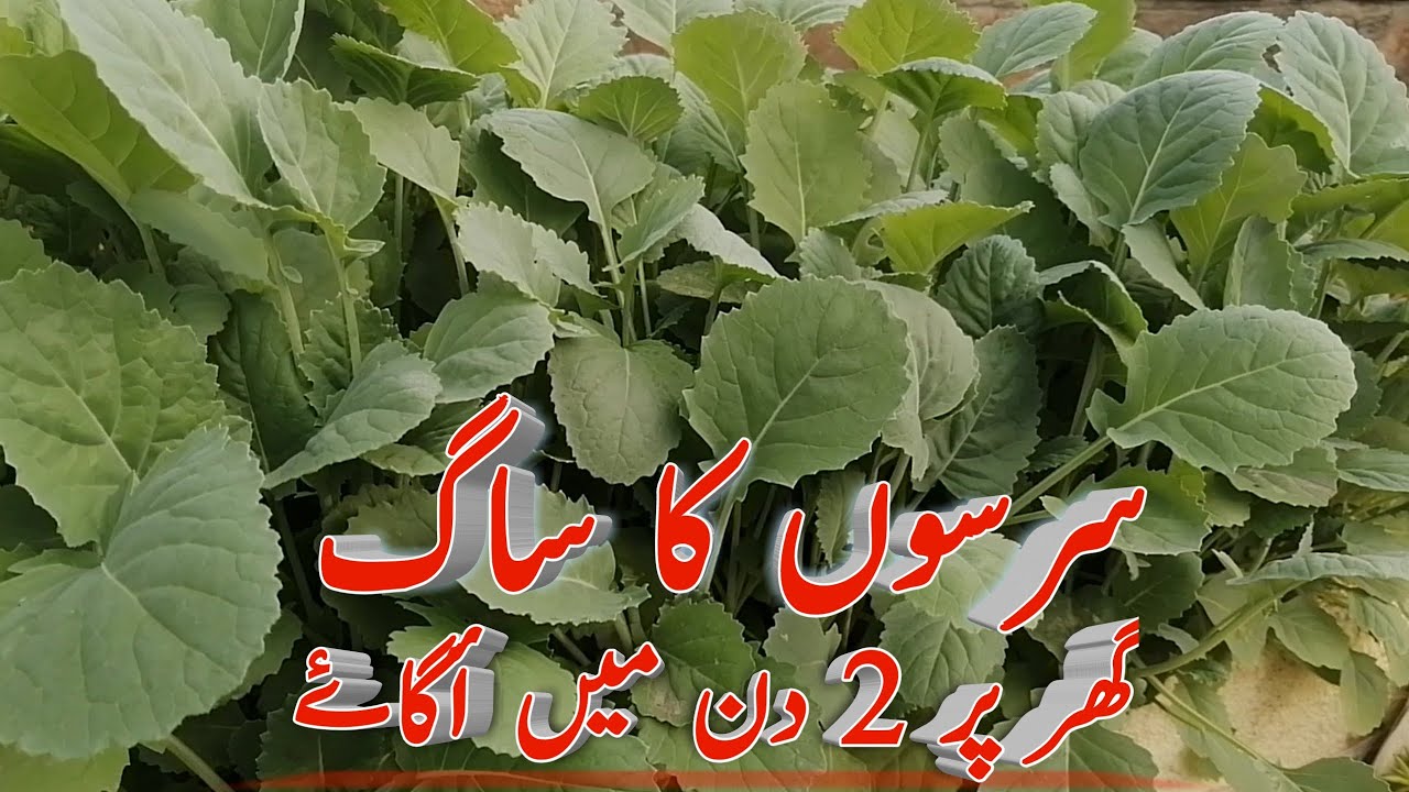 Sarson ka saag ghar per 2 din mai ugane|how to grow mustard greens in urdu|how to grow sarson saag|