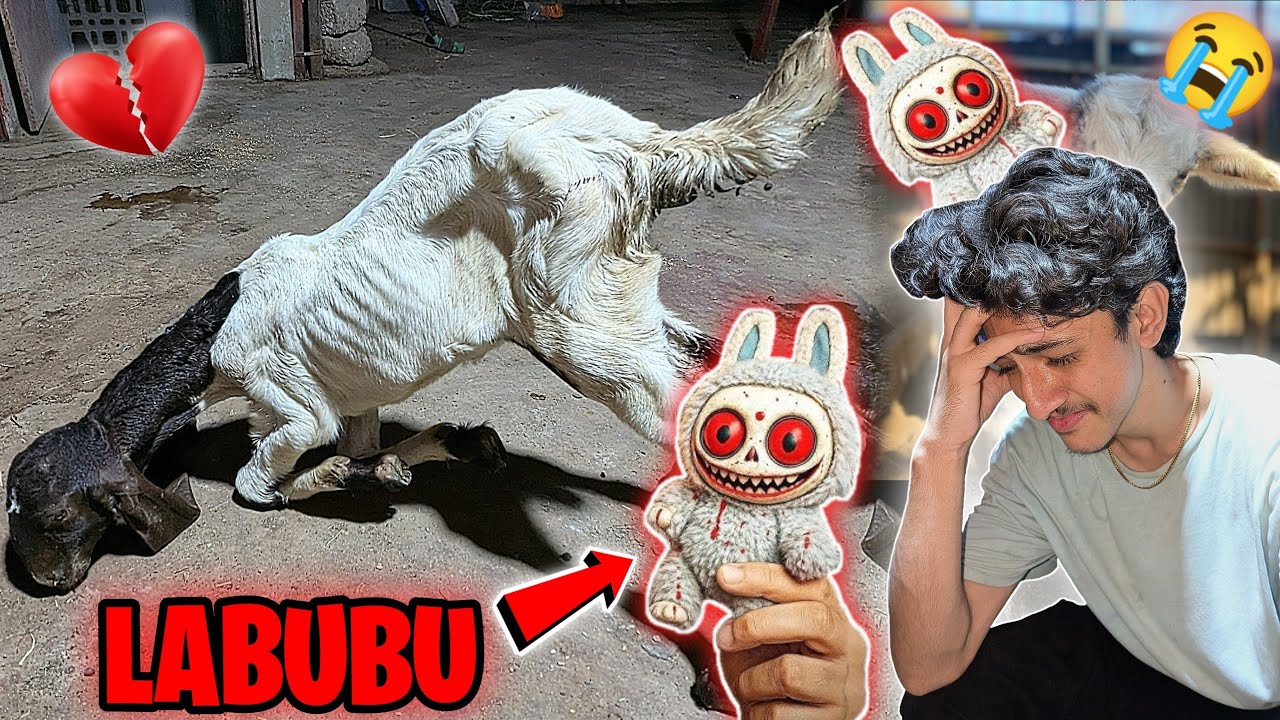 LABUBU Ne Baby Goat Maar Diye 😭💔 | This Toy Is Dangerous Day By Day 😱 | Need Prayers