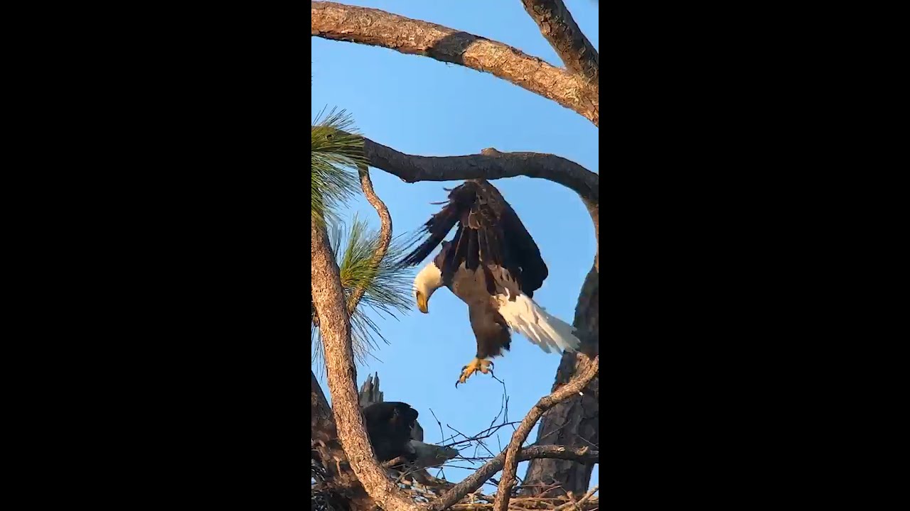 SWFL Eagles- M15 and Maybelline First Food Offering! Nestorations, Picking Up The Pace! #eagle #m15