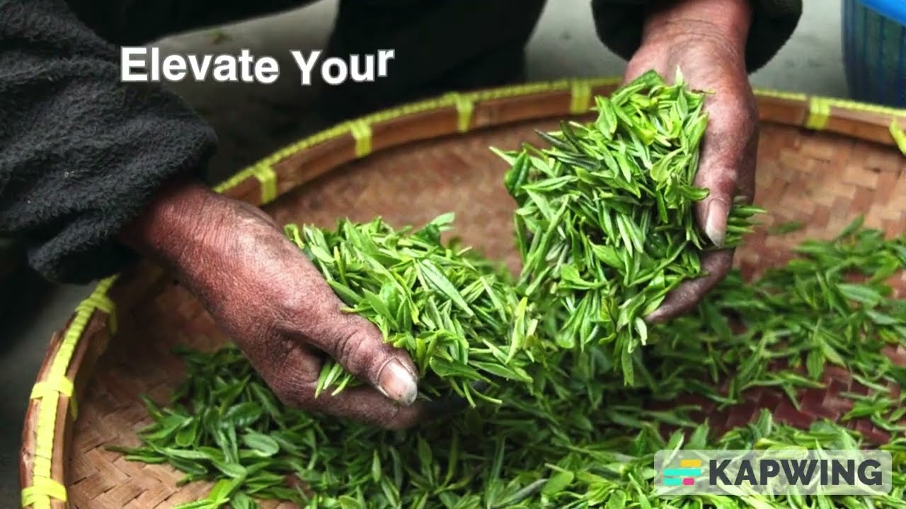 Premium Wholesale Tea Supplier USA - Verdigris Tea Wholesale