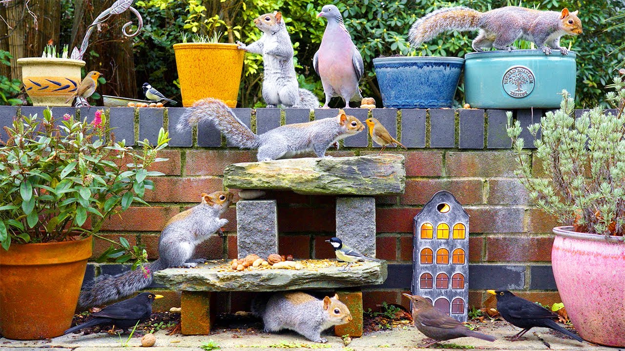 Кино Для кошек и собак 😸 Птицы и белки на садовой стене 🕊️ птички для кошек