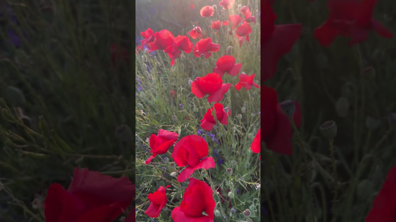 Na polju vasikarki i makovi &scaron;apuću u zlatnom sutonu #flowers #nature #peace #spring