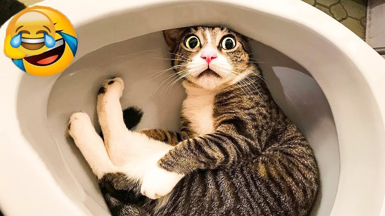 You Laugh You Lose 😀 The funniest cat and dog video you'll see today 🐺 Part9