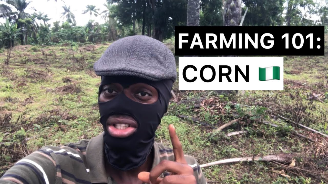 Can Maize in Nigeria Make you Millions ?
