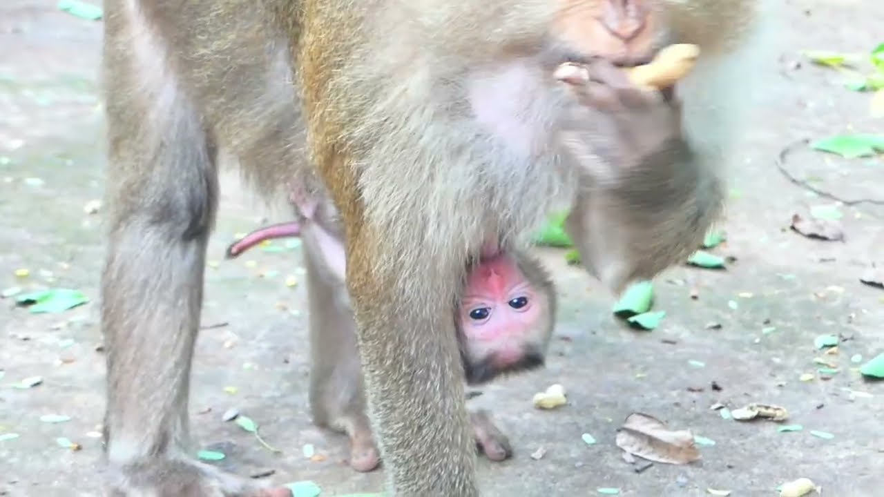 Amazing action of a newborn baby monkey playing drink milk of mother looks too cute and funny