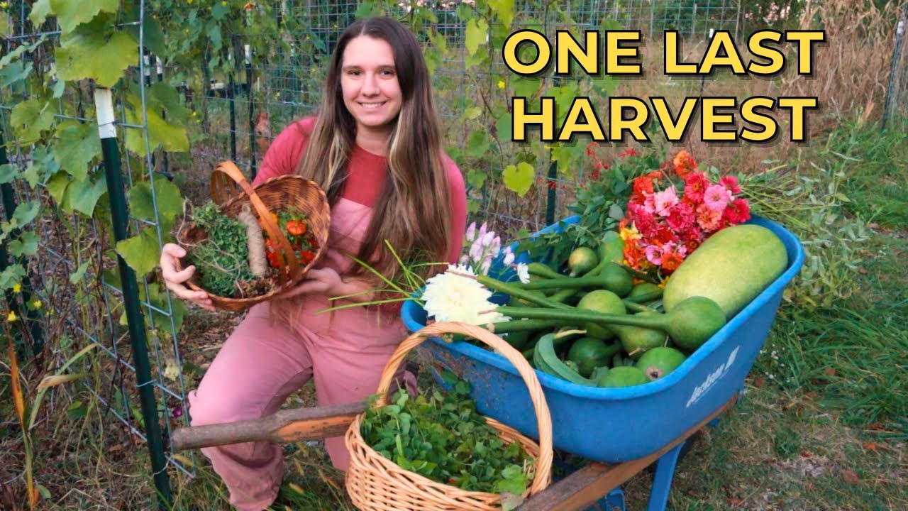 Peppers, Flowers, Herbs, & Gourds | Last Harvest of the Year - Calico Cow Acres Homestead