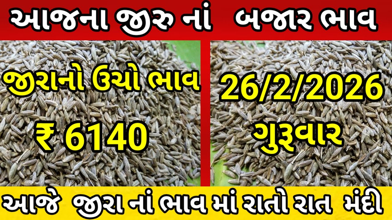 આજના જીરુ ના ભાવ | જીરુ ના ભાવ | જીરુ નો ભાવ jeera na bajar bhav | 26/2/2026  આજના બજાર ભાવ 