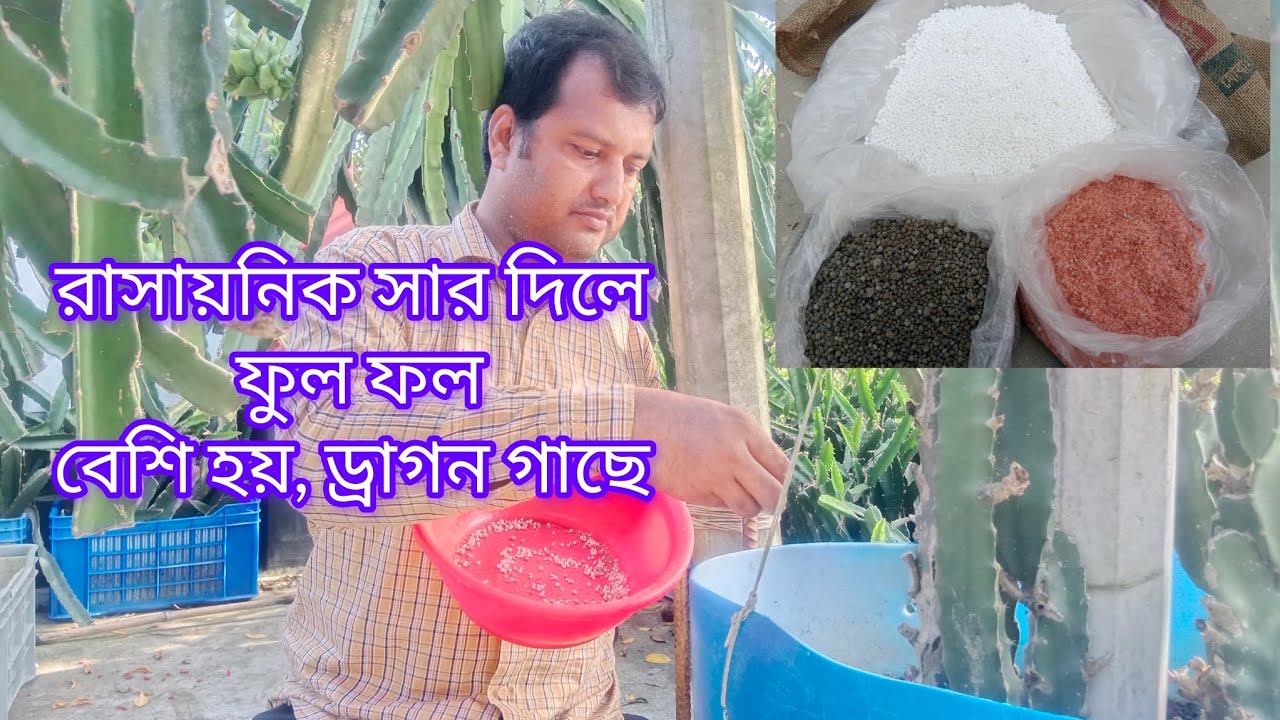 ড্রাগন গাছে প্রতি মাসে,,রাসায়নিক সার,,দিলে ফুল ফল বেশি হয়-৷ চারার জন্য ০১৭১০-০৩৫৭৭৮.