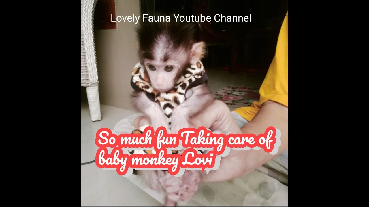 so much fun taking care of baby monkey lovi , Lovely Fauna Youtube Channel