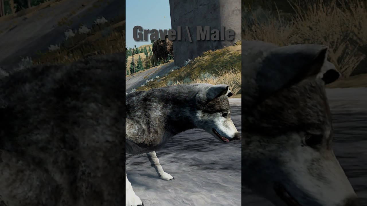 WolfQuest 3 AE | Rate my wolves out of 10 | ✨✨✨| #shorts