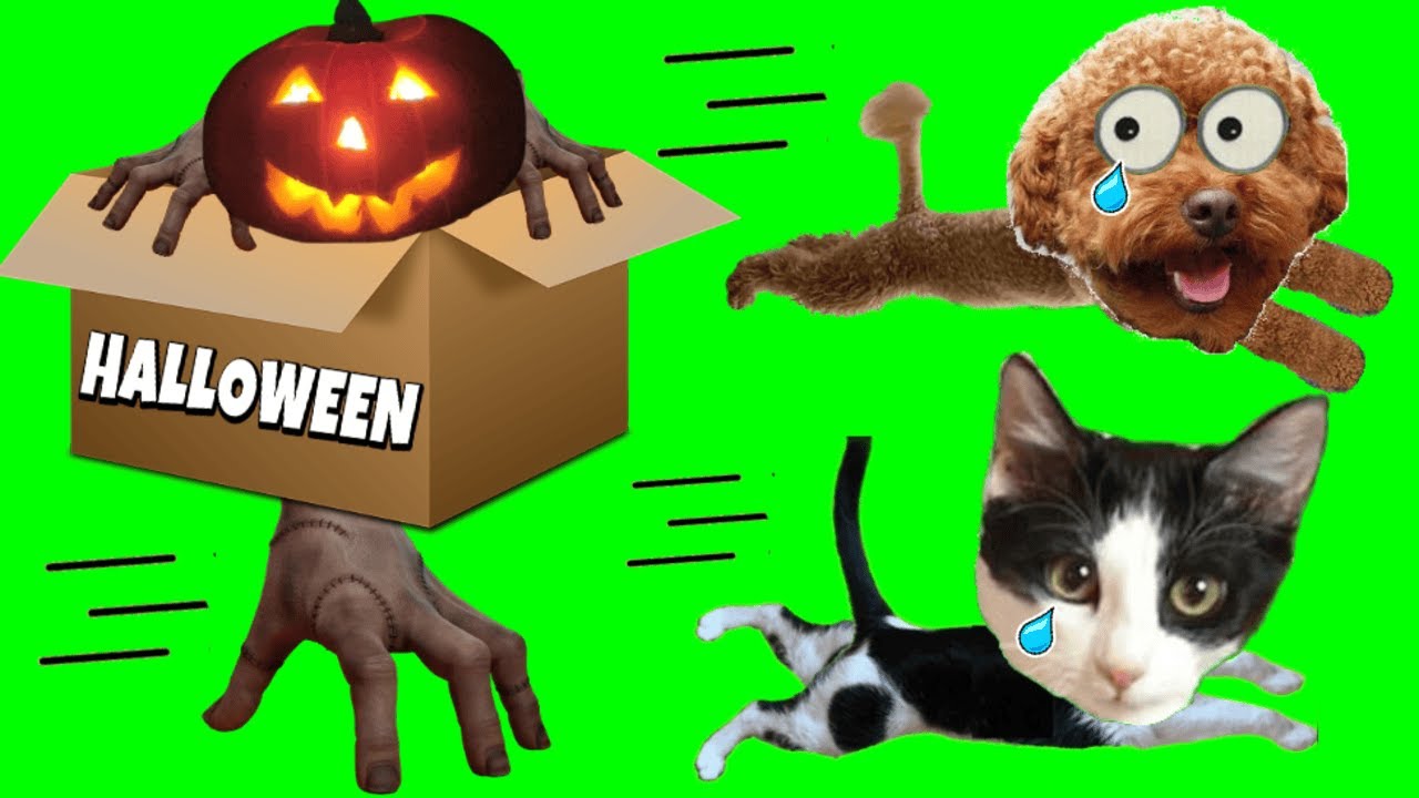 LA MANO DE HALLOWEEN trajo una CAJA MISTERIOSA 😱 ¡Mis gatos y perros ESCAPAN! | Luna y Estrella