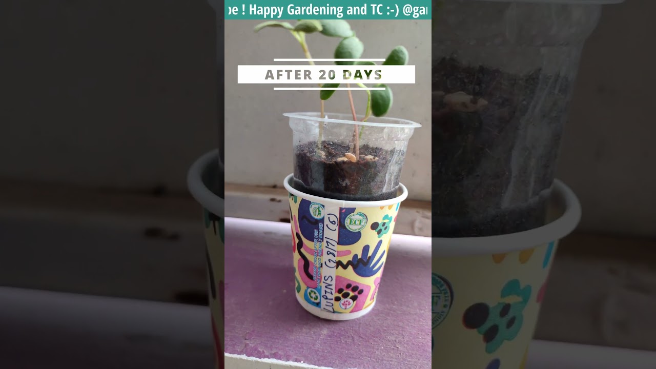 LUPINS from SEEDS Flower | SEED TO FLOWER (PART 1 )  @GardeningwithRitz   #gardening #lupin