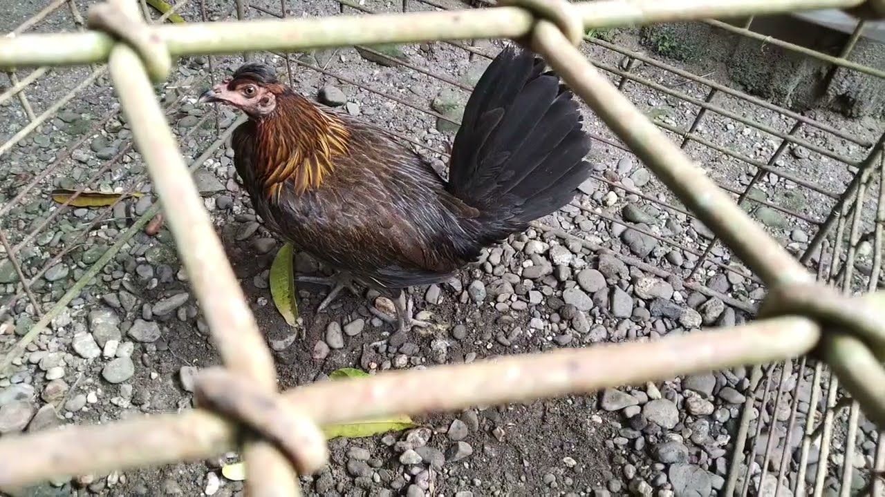 Mencoba ternak ayam philipine dan peru kepala burung, apa kah ada perkembangan nya