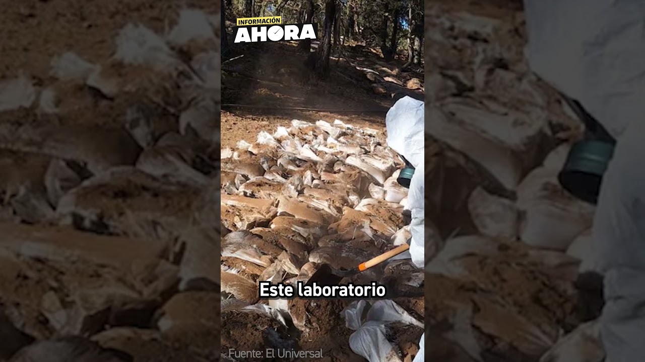 Secretaría de Marina desmanteló un narcolaboratorio de 395 mil hectáreas, en Zacatecas