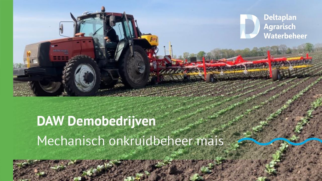 Op deze manier pas je mechanisch onkruidbeheer toe in mais