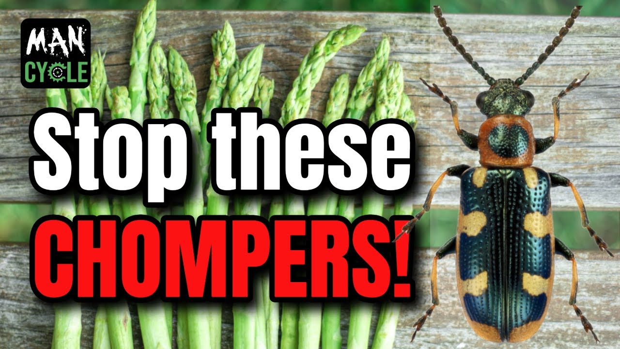 How to Get Rid of Asparagus Beetles in Your Asparagus Patch