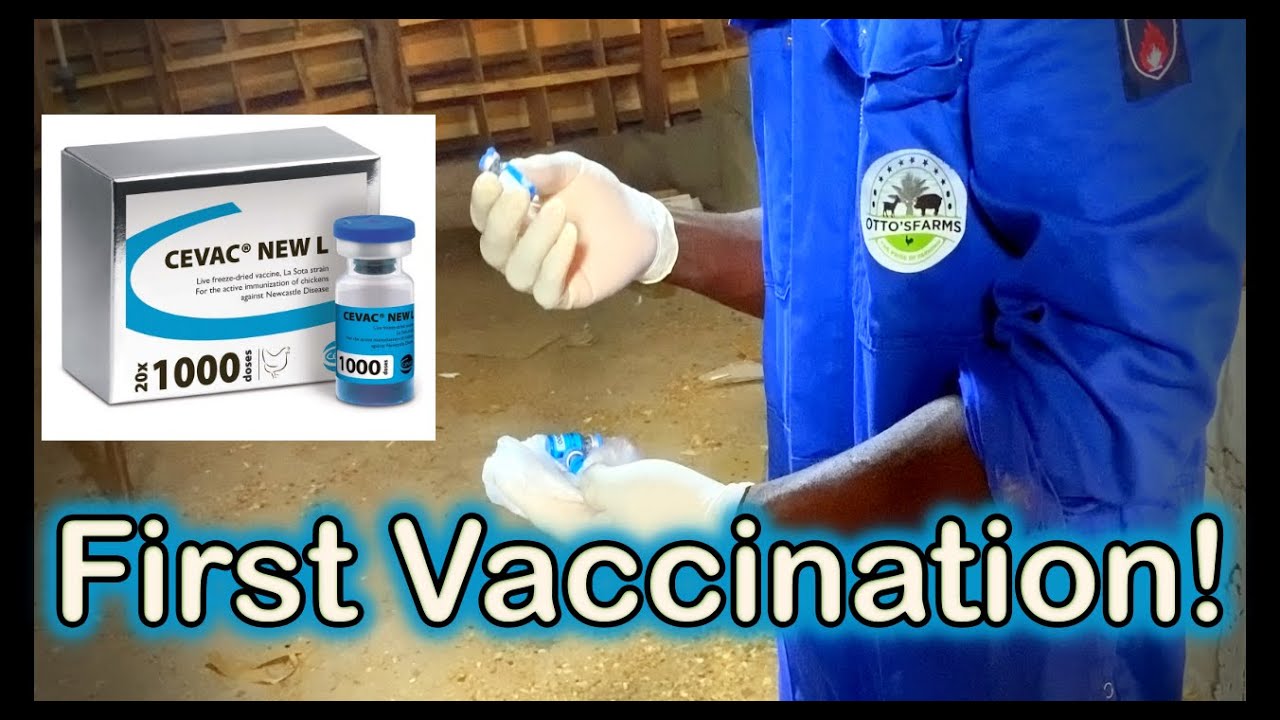 First Vaccination with CEVA NEW L against Newcastle Disease at Otto's Farms! 🐔💉