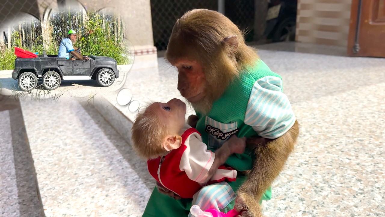 Too Cute! Baby Monkey Begs CUTIS for a Fun Morning Market Trip
