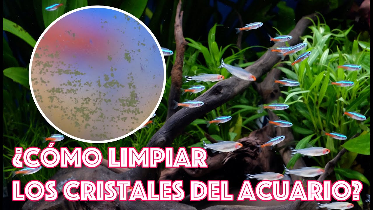 Cómo limpiar los cristales del acuario - Mantenimiento del acuario