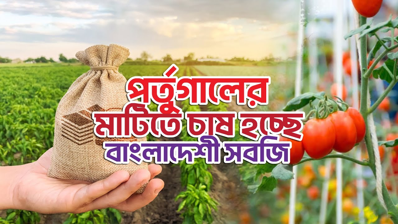 পর্তুগালের মাটিতে চাষ হচ্ছে বাংলাদেশী সবজি | পর্তুগাল কৃষি কাজ | Agriculture Work | Media Television