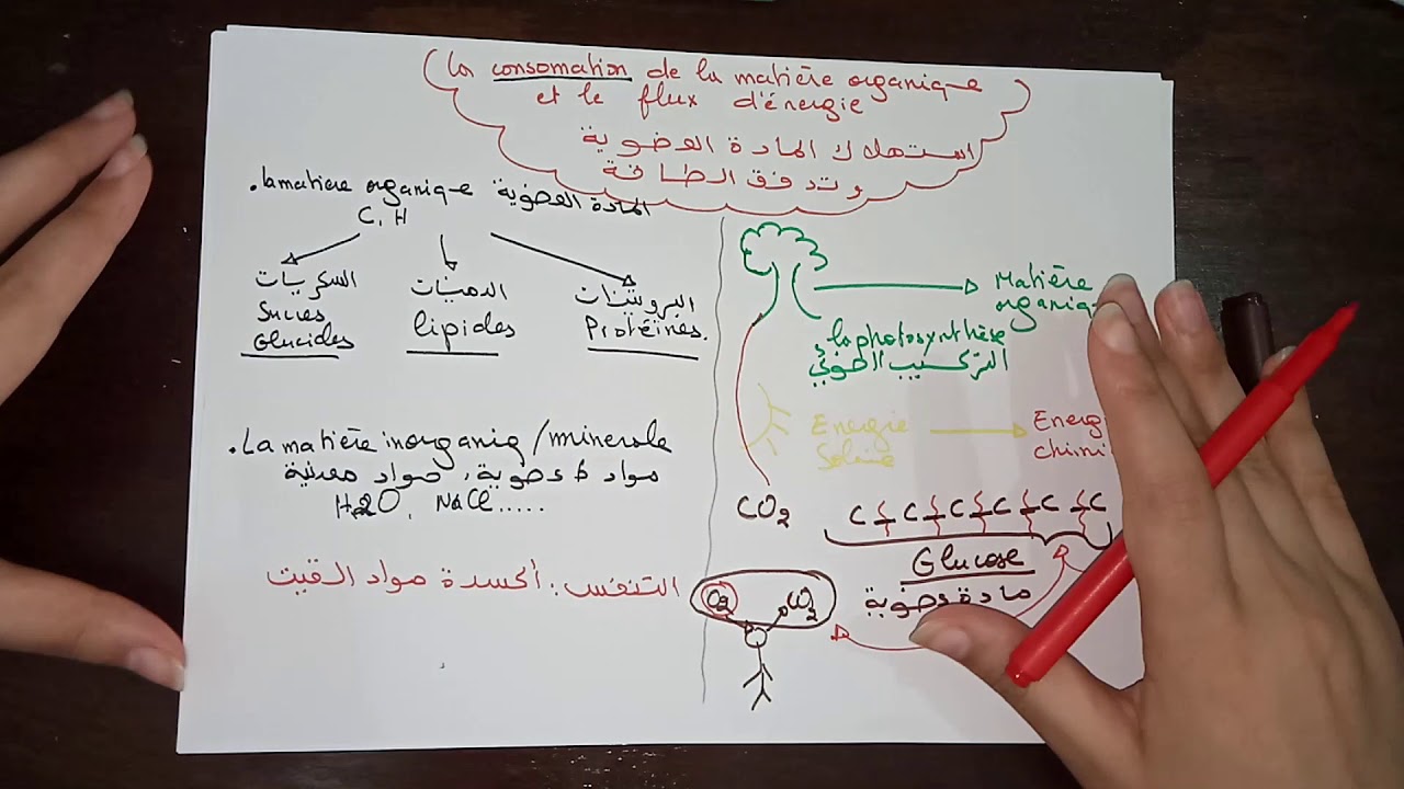 Unité 1 Svt: consommation de la matière organique et flux d’énergie