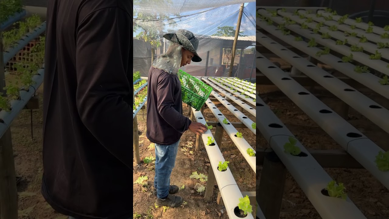 Plantando alface na hidroponia
