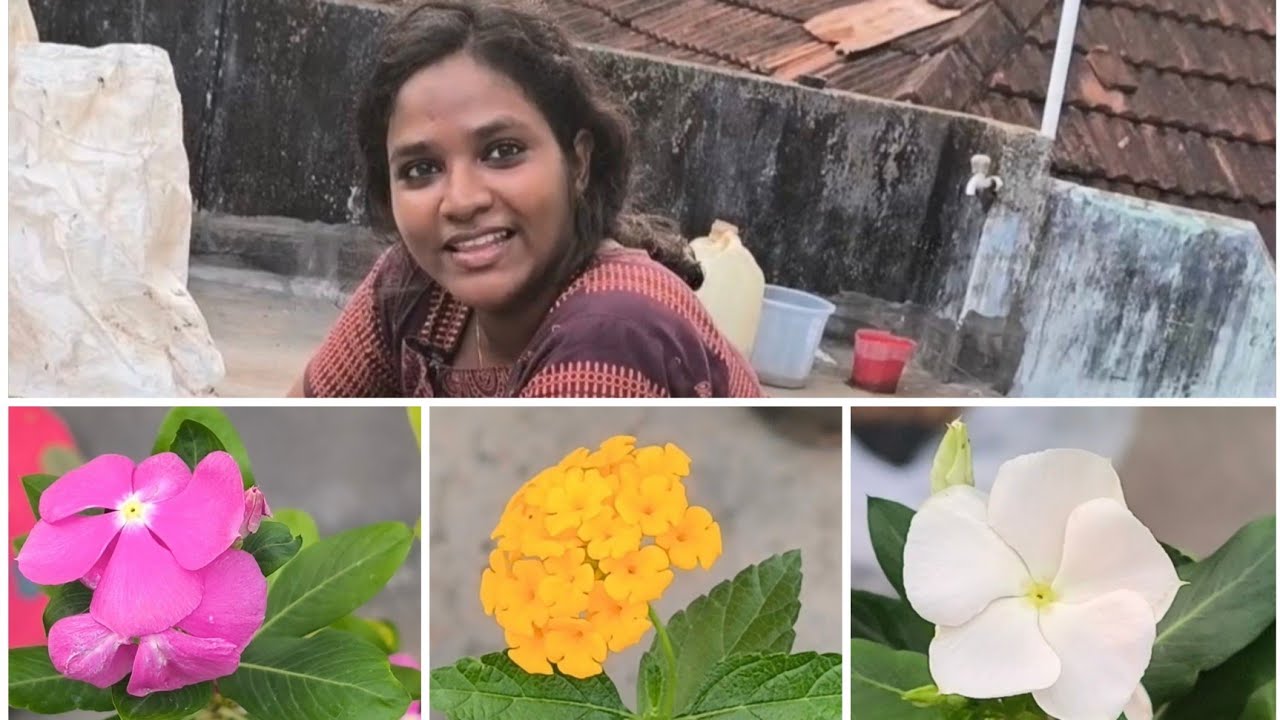 ഇന്ന്‌ വഴുതന നട്ടു, കൂട്ടത്തിൽ പുതിയ നാല് അതിഥികളും#Terrace garden#Vinca plant#@lifewithalekh#Viral