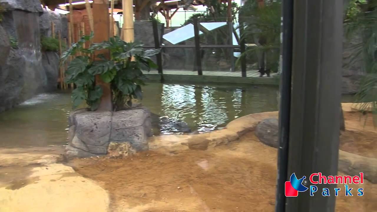 Manglar de Cocodrilos | Faunia