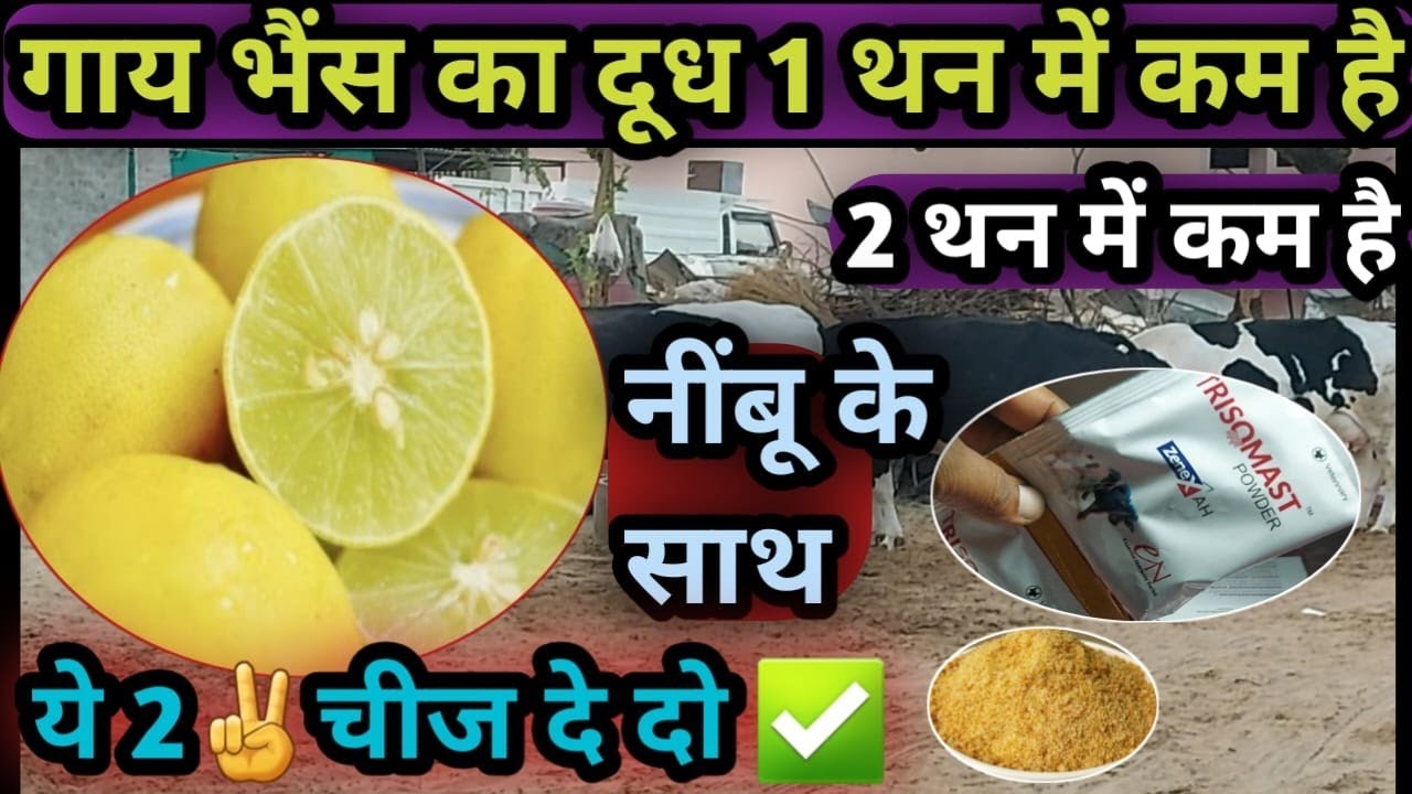 गाय भैंस का दूध 1 थन में कम, 2 थन में कम है तो👉नींबू के साथ ये 2✌️ चीज दे दो👍 Than Se Dudh kam